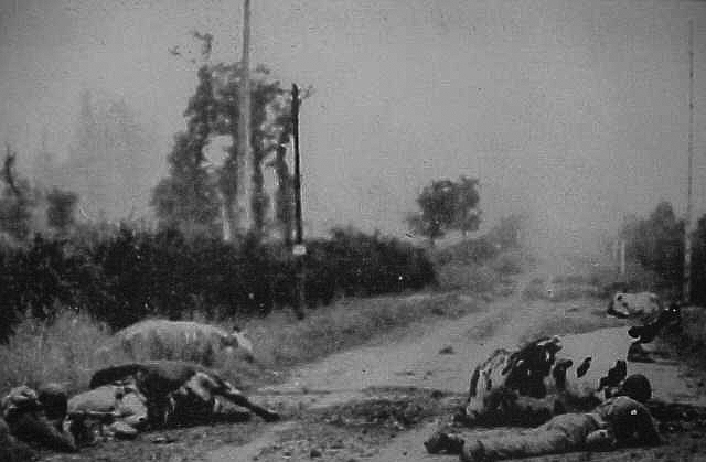 dead_cows_in_normandy