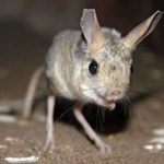 A Jerboa or Desert Rat
