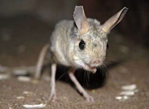 A Jerboa or Desert Rat