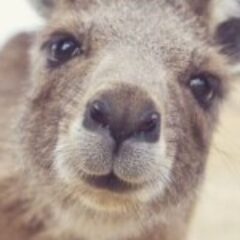 Profile picture of vodkafan