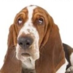 Profile picture of David Waddell