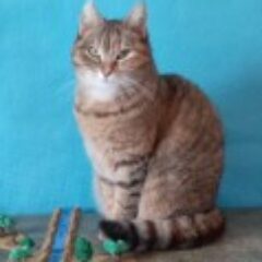 Profile picture of Laurent