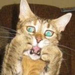 Profile picture of Mark