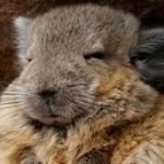 Profile picture of Chinchillax
