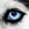 Profile picture of Wolf1411